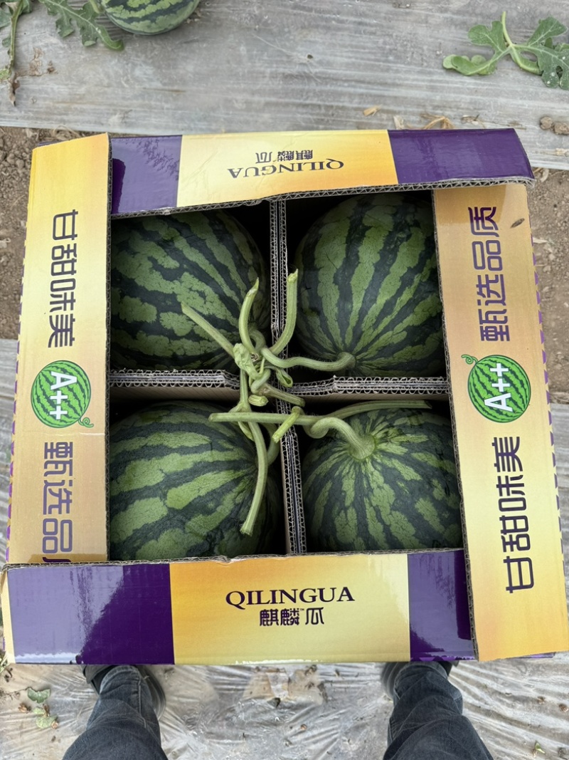 台农甘肃麒麟美都，大量供应，质量三包，发往全国。