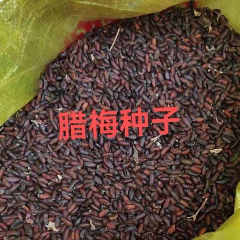 腊梅种子梅花种子庭院护坡四季易种