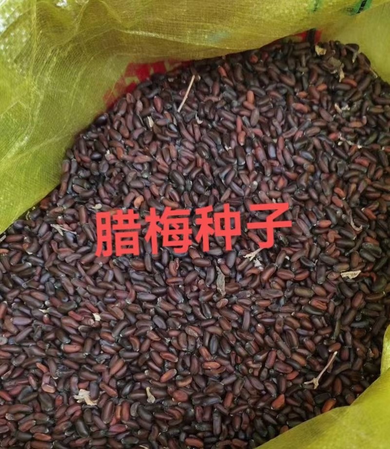 腊梅种子梅花种子庭院护坡四季易种