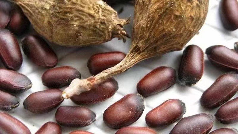 腊梅种子梅花种子庭院护坡四季易种