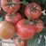启航208粉红番茄种子无限生长抗TY中早熟大果西红柿