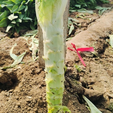 三青皮莴苣
