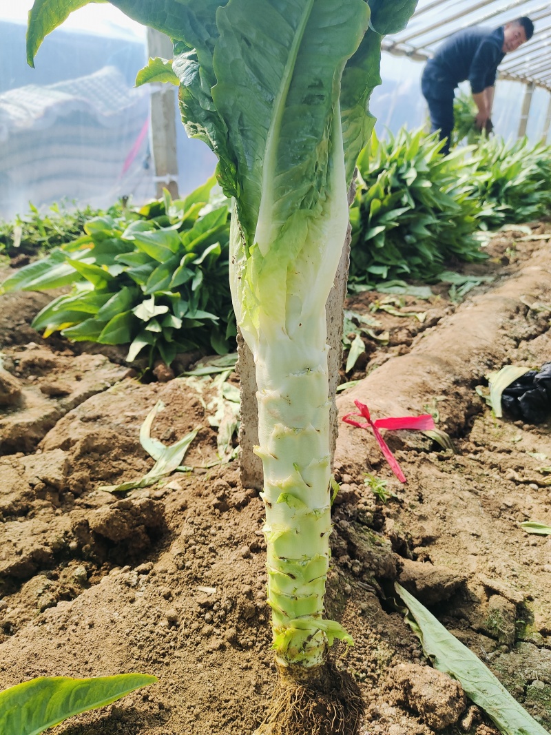 三青皮莴苣