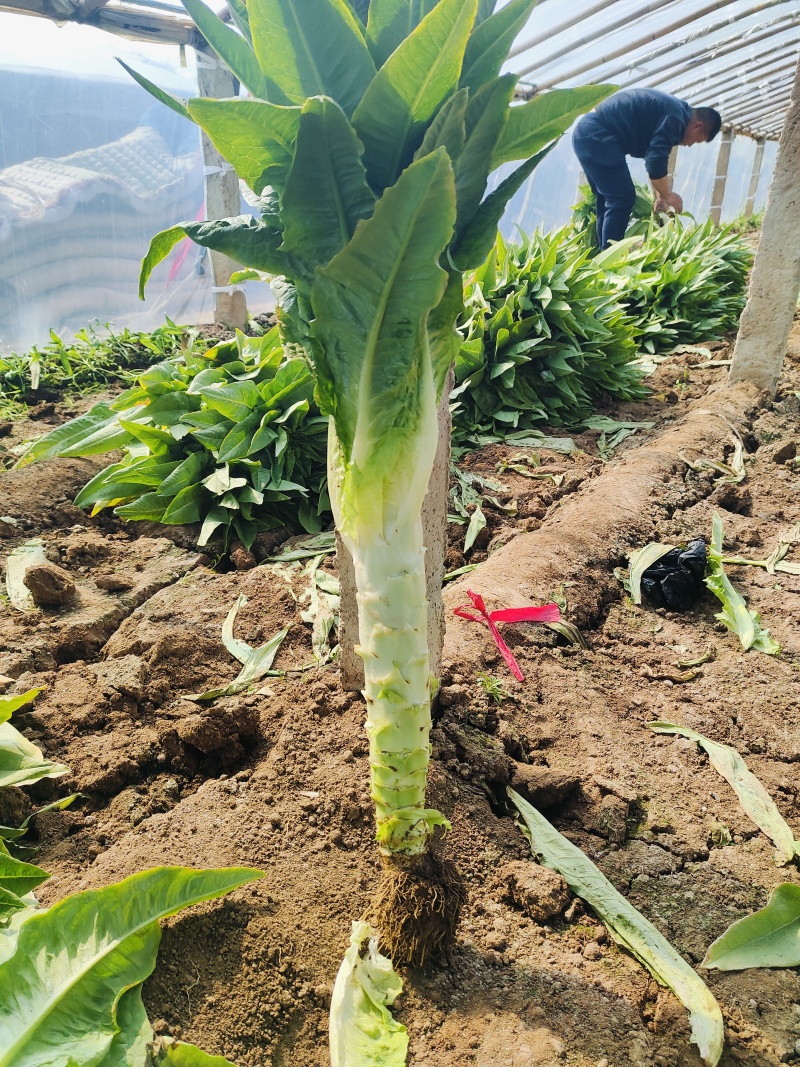 三青皮莴苣