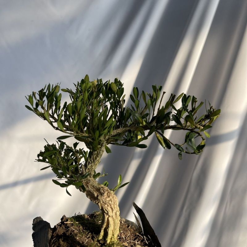皱皮黄杨苗《抗性特强，好看的皱皮树干，可做漂亮的造型》