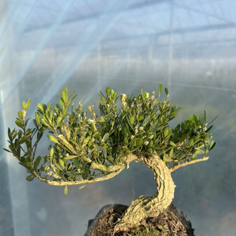 皱皮黄杨苗《抗性特强，好看的皱皮树干，可做漂亮的造型》
