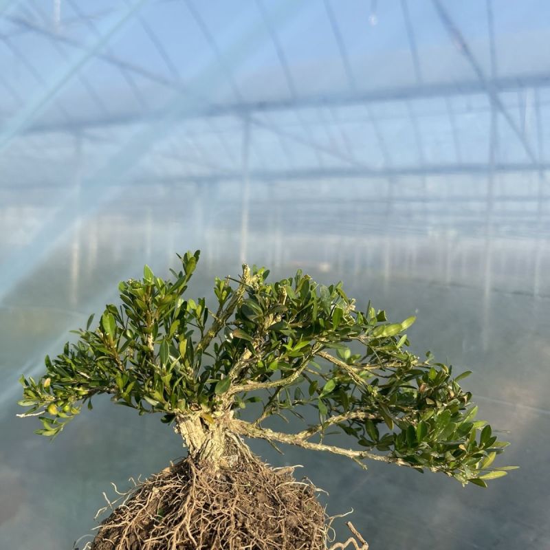 皱皮黄杨苗《抗性特强，好看的皱皮树干，可做漂亮的造型》