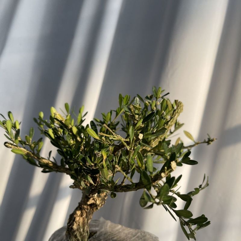皱皮黄杨苗《抗性特强，好看的皱皮树干，可做漂亮的造型》