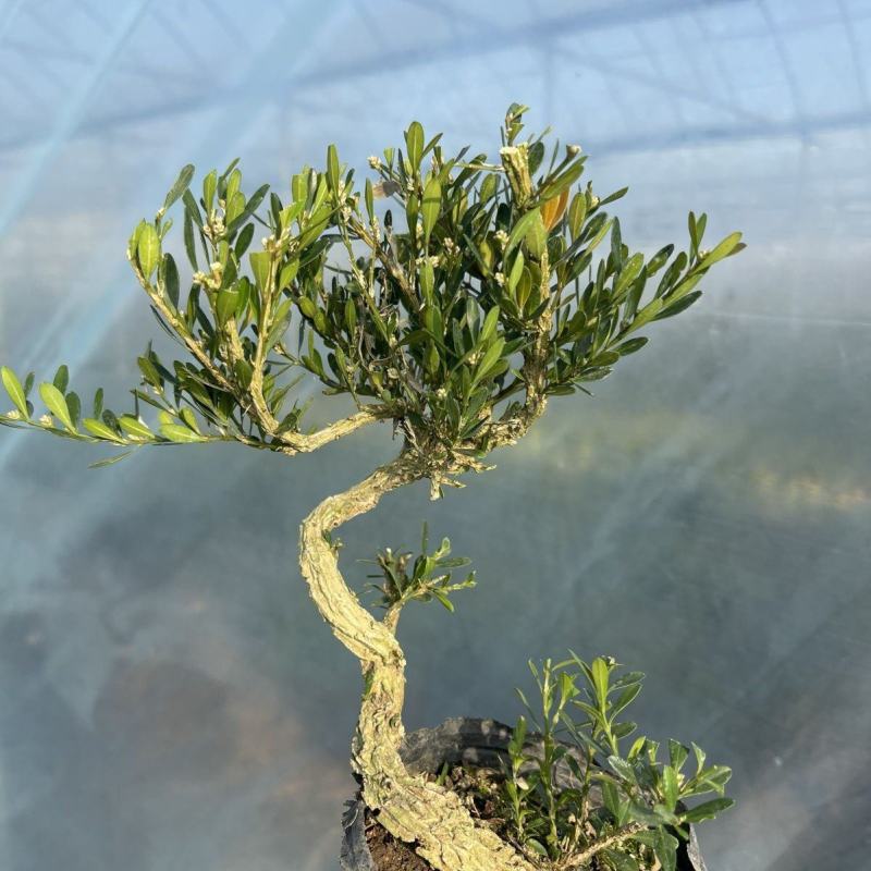 皱皮黄杨苗《抗性特强，好看的皱皮树干，可做漂亮的造型》