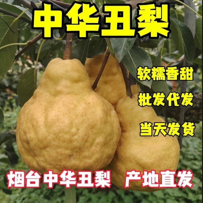 山东莱阳中华丑梨软糯香甜对接电商各大平台支持一件代发批发