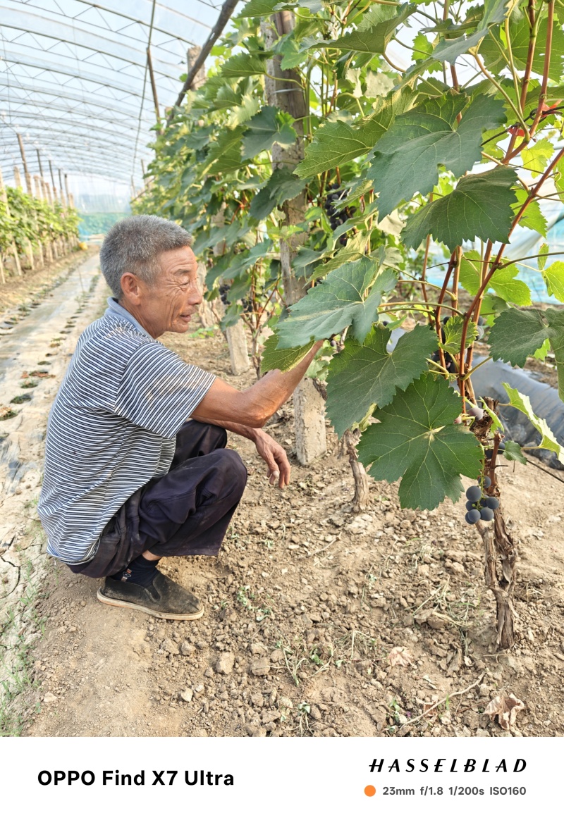 葡萄农家肥无公害北京大兴庞各庄本地葡萄