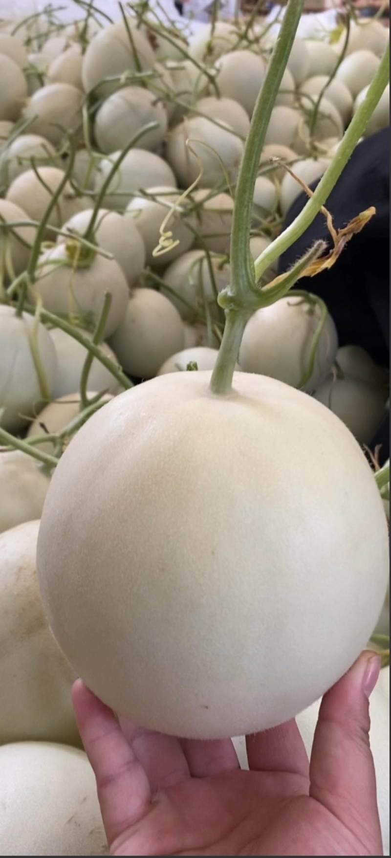 山东聊城玉菇甜瓜、电商直播、商超档口、产地大量供应