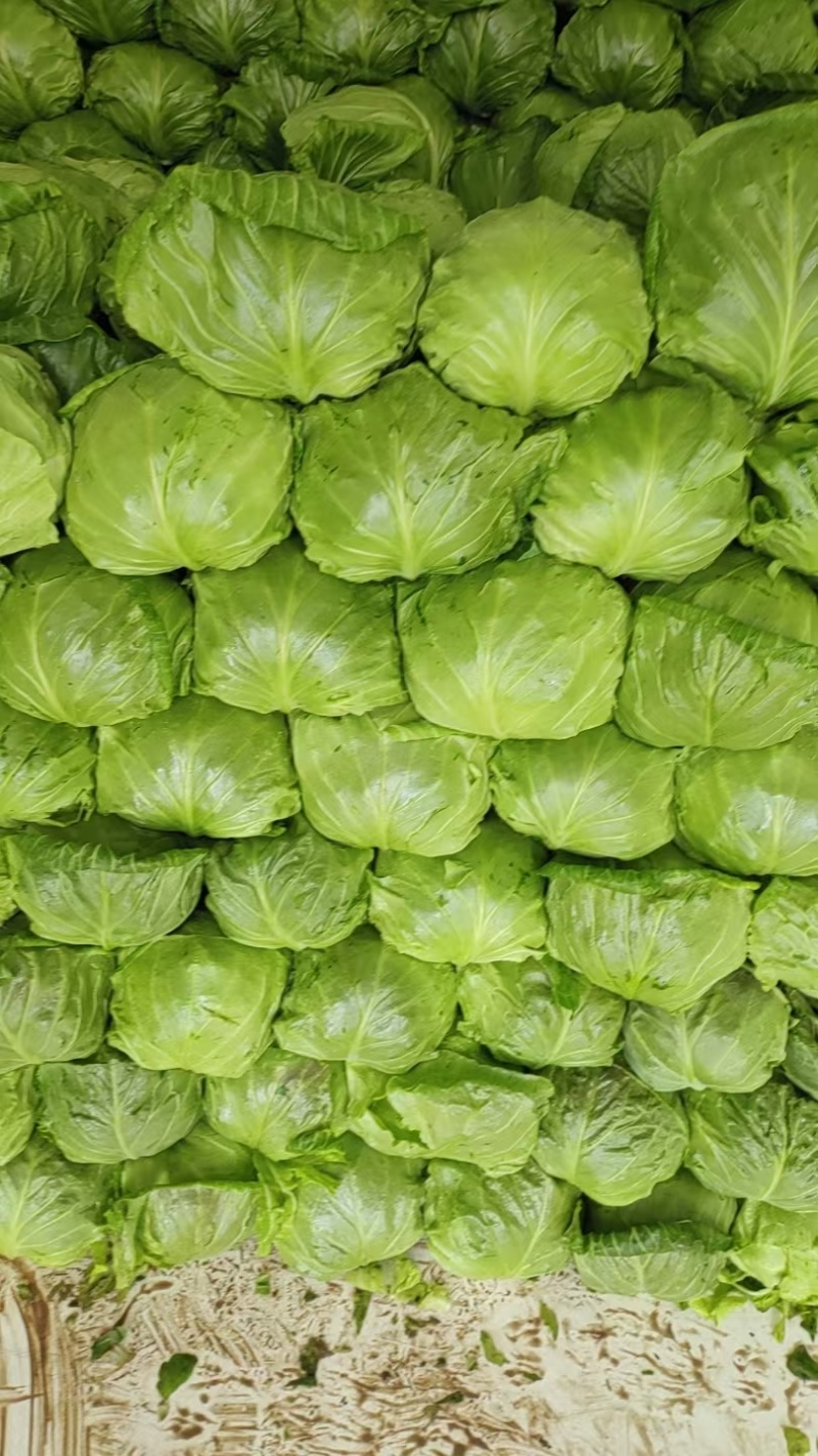 【牛商推荐】山东单县精品甘蓝大量现货对接电商批发市场
