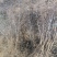晋酸三号酸枣树苗山地坡地旱地种植双仁酸枣高产酸枣