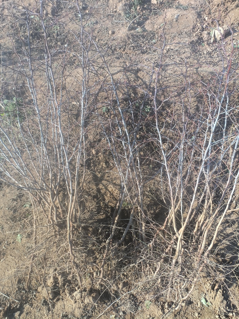 晋酸三号酸枣树苗山地坡地旱地种植双仁酸枣高产酸枣