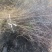 晋酸三号酸枣树苗山地坡地旱地种植双仁酸枣高产酸枣