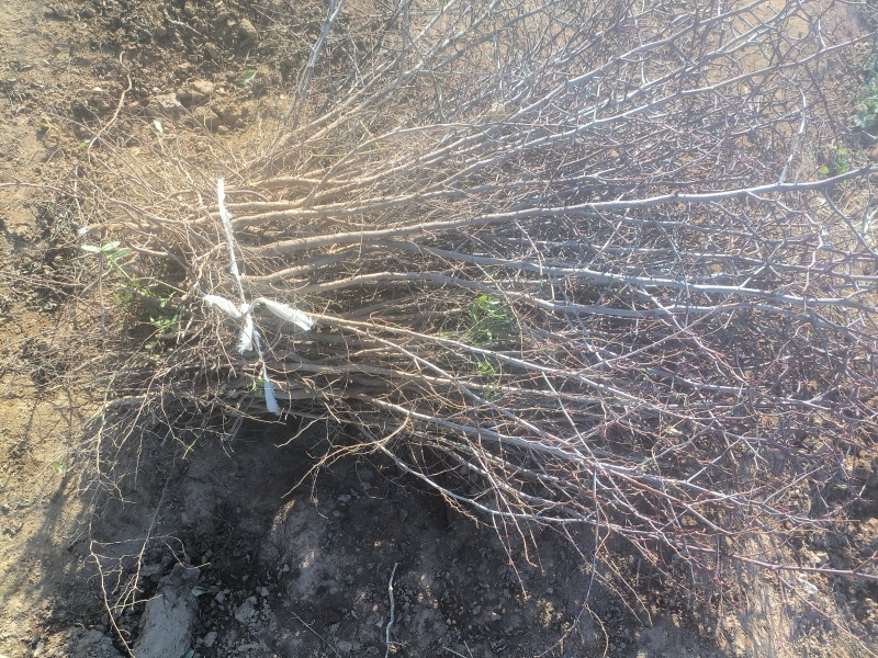 晋酸三号酸枣树苗山地坡地旱地种植双仁酸枣高产酸枣