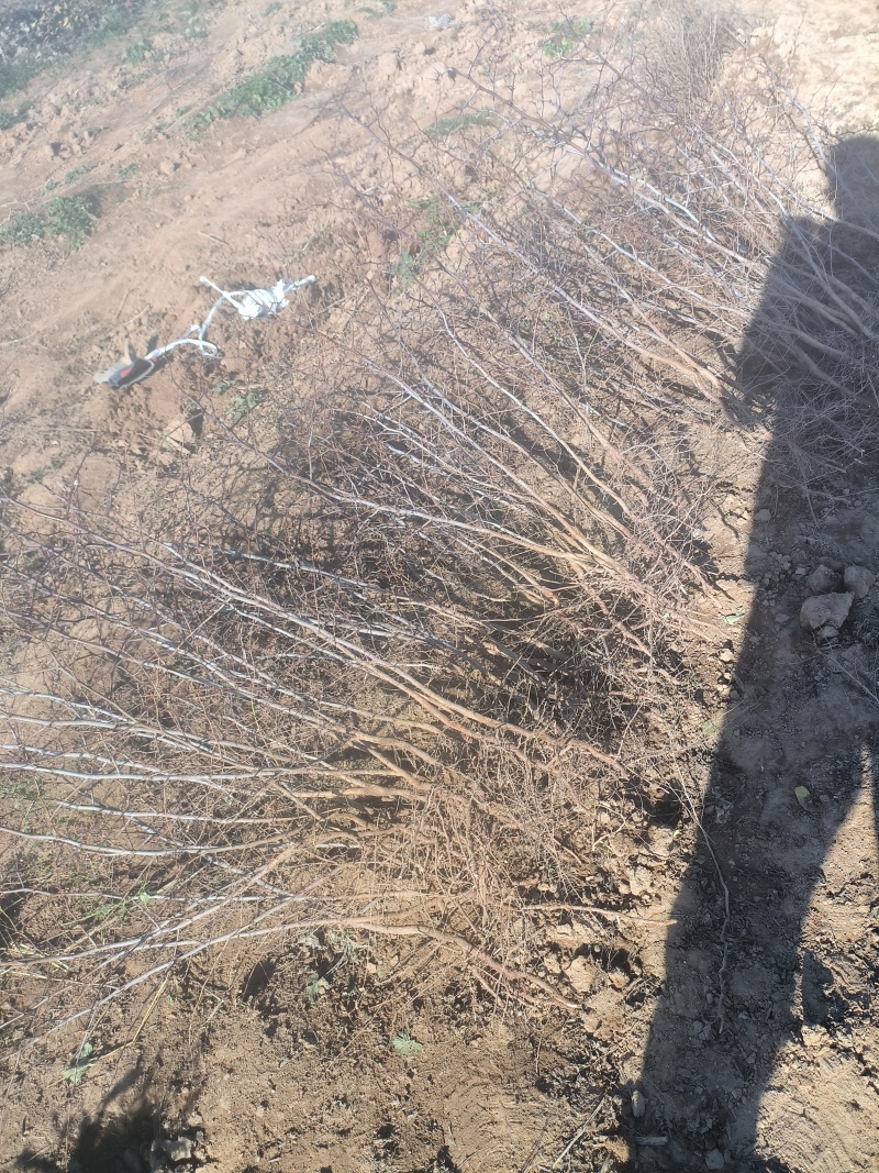晋酸三号酸枣树苗山地坡地旱地种植双仁酸枣高产酸枣
