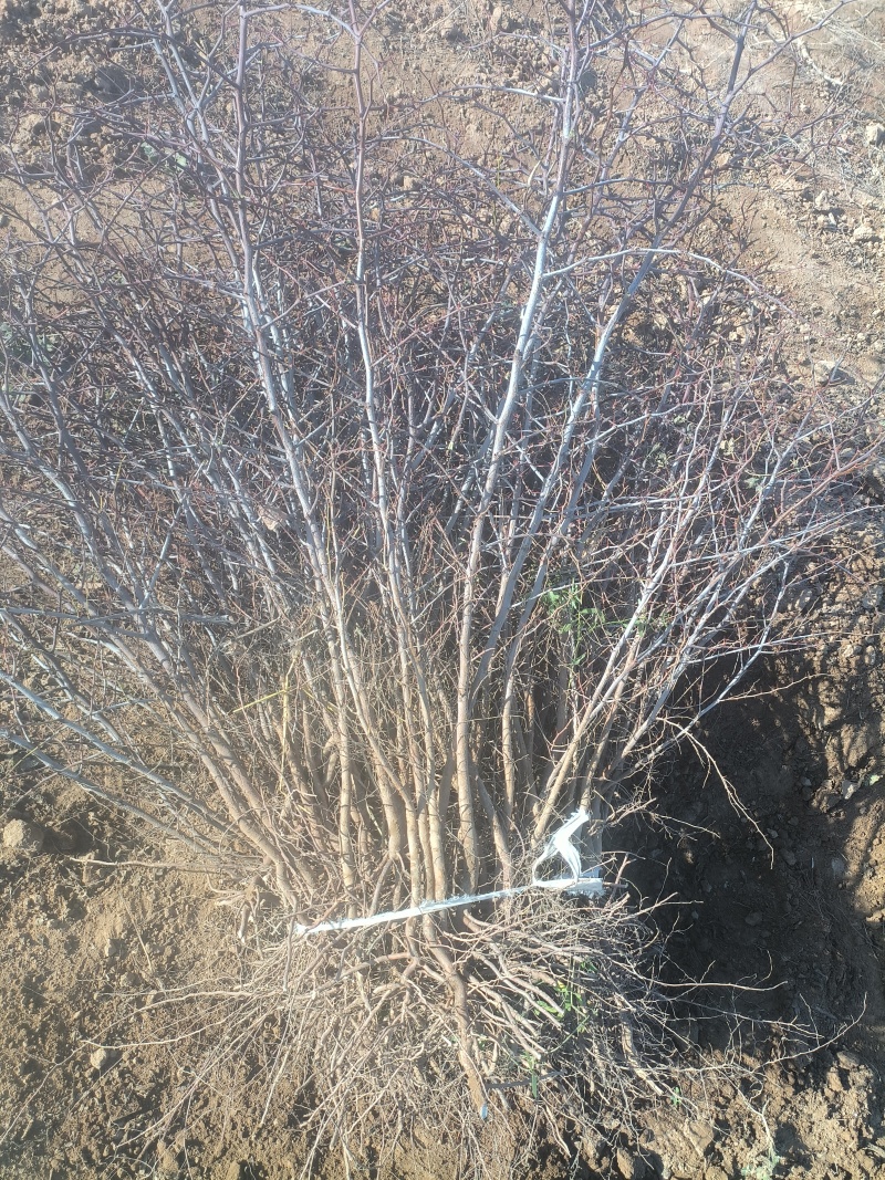 晋酸三号酸枣树苗山地坡地旱地种植双仁酸枣高产酸枣