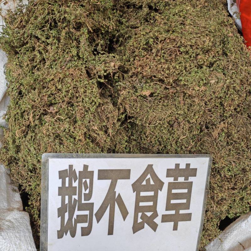 鹅不食草