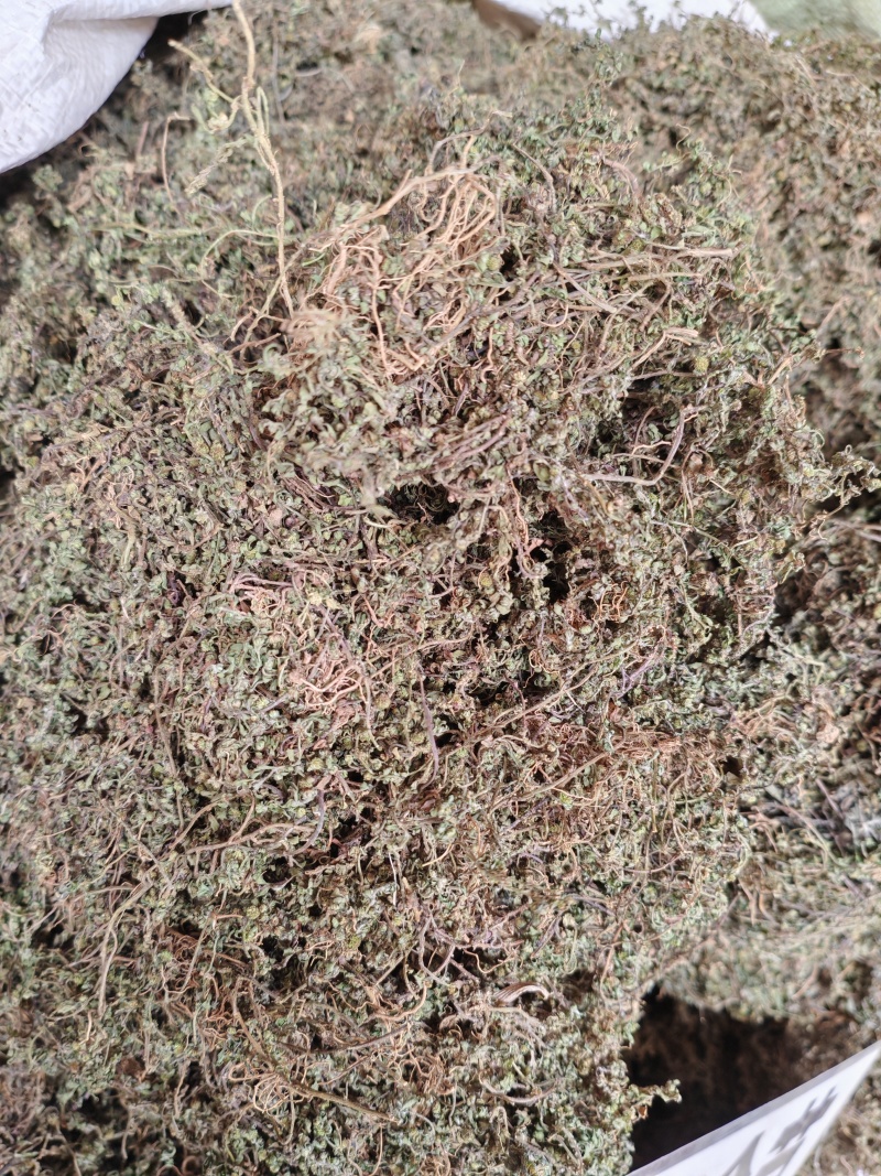 鹅不食草