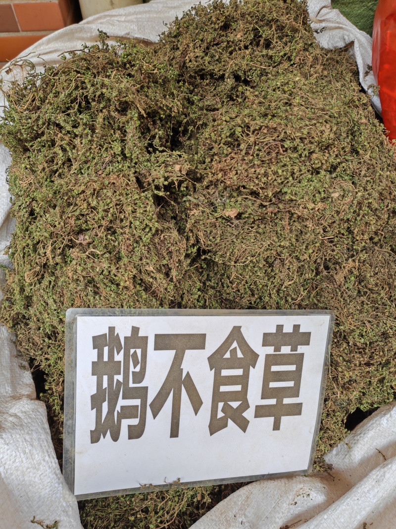 鹅不食草