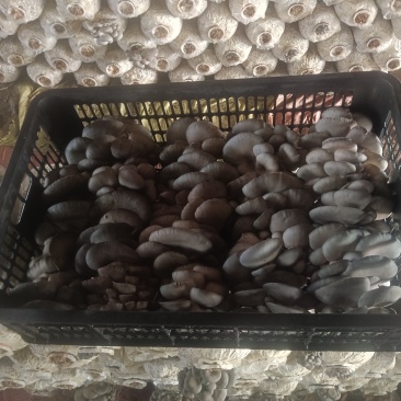 精品头茬蘑菇