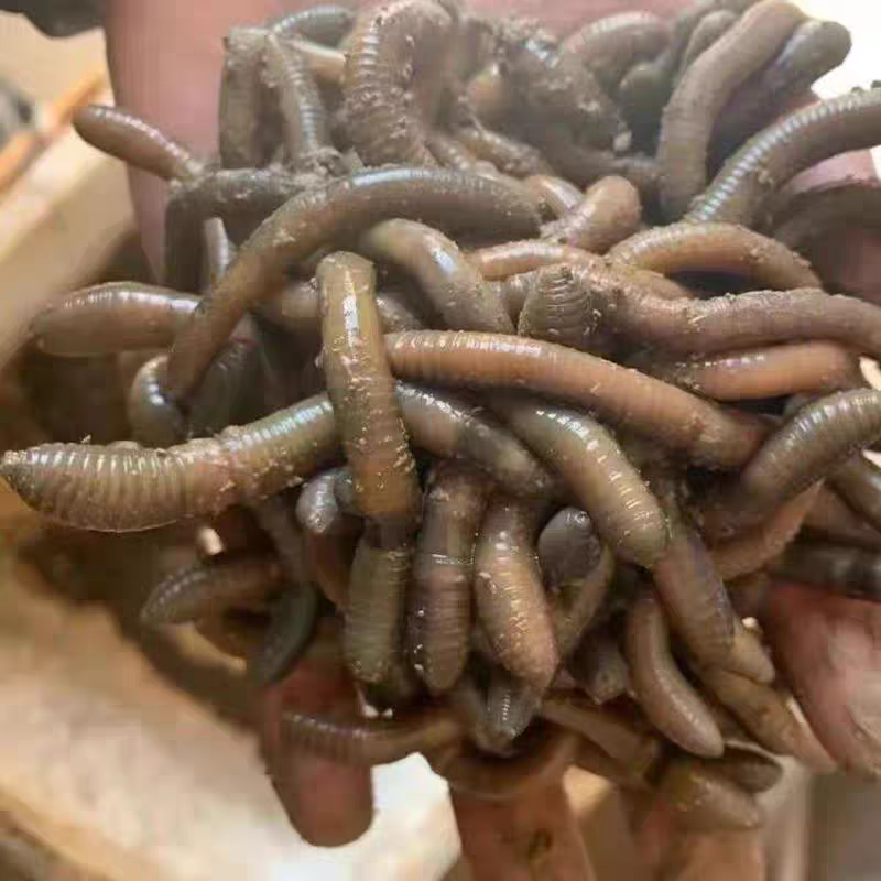 鲜活青蚯蚓钓黄鳝活体黑蚯蚓特大臭蚯蚓湖北松土蚯蚓垂钓活饵