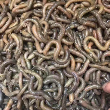 鲜活青蚯蚓钓黄鳝活体黑蚯蚓特大臭蚯蚓湖北松土蚯蚓垂钓活饵