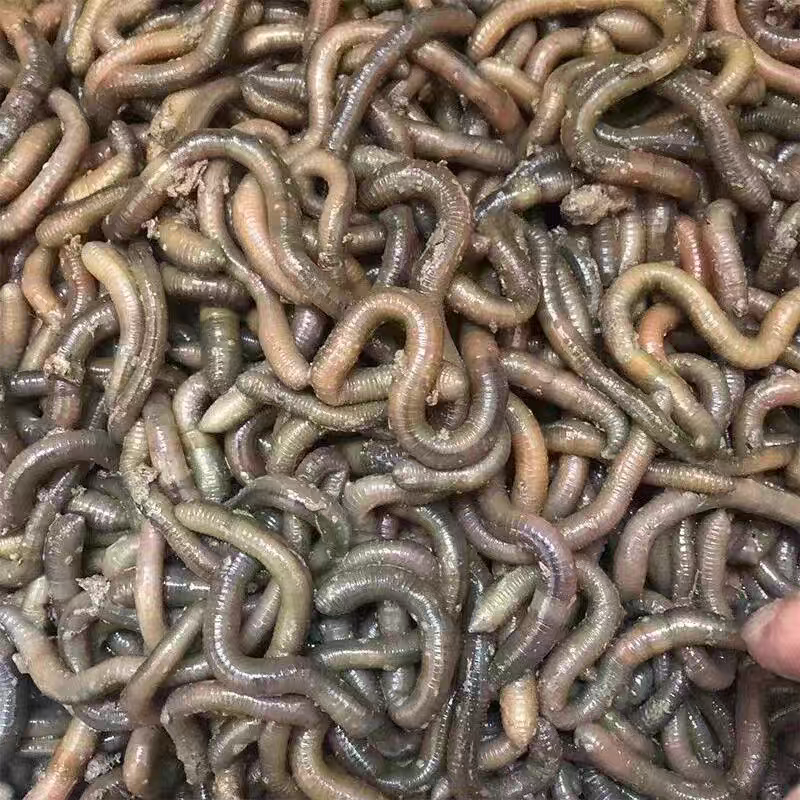 鲜活青蚯蚓钓黄鳝活体黑蚯蚓特大臭蚯蚓湖北松土蚯蚓垂钓活饵