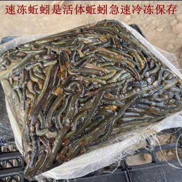 湖北青蚯蚓钓黄鳝特大蚯蚓养殖黄鳝开口饵料