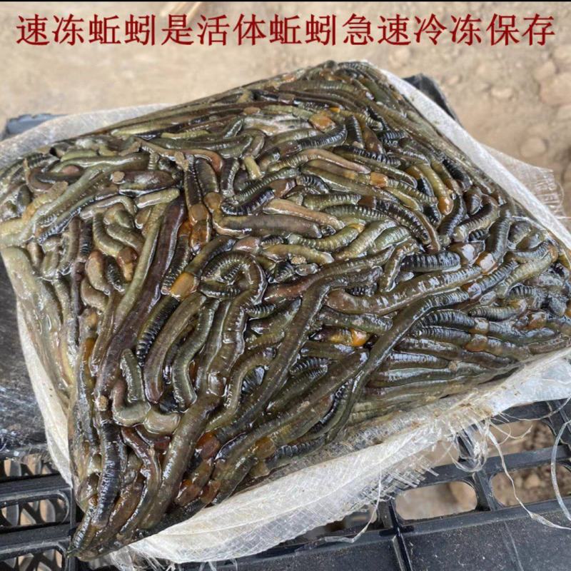 湖北青蚯蚓钓黄鳝特大蚯蚓养殖黄鳝开口饵料