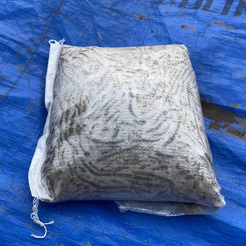 湖北青蚯蚓钓黄鳝特大蚯蚓养殖黄鳝开口饵料