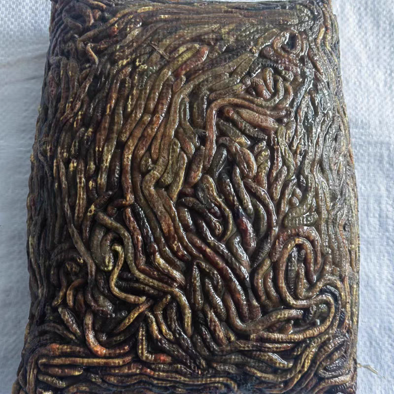 湖北青蚯蚓钓黄鳝特大蚯蚓养殖黄鳝开口饵料