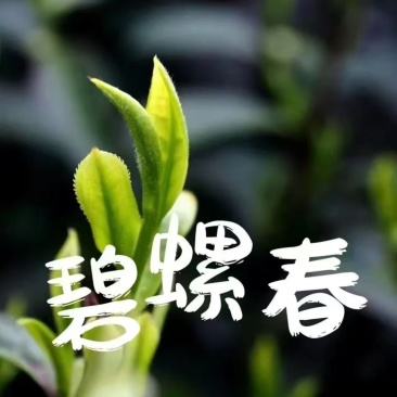 洞庭山碧螺春