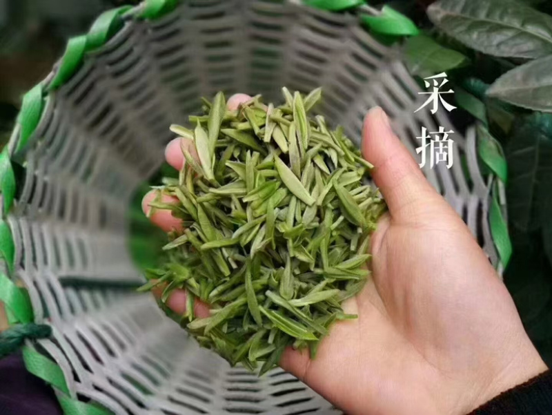 洞庭山碧螺春