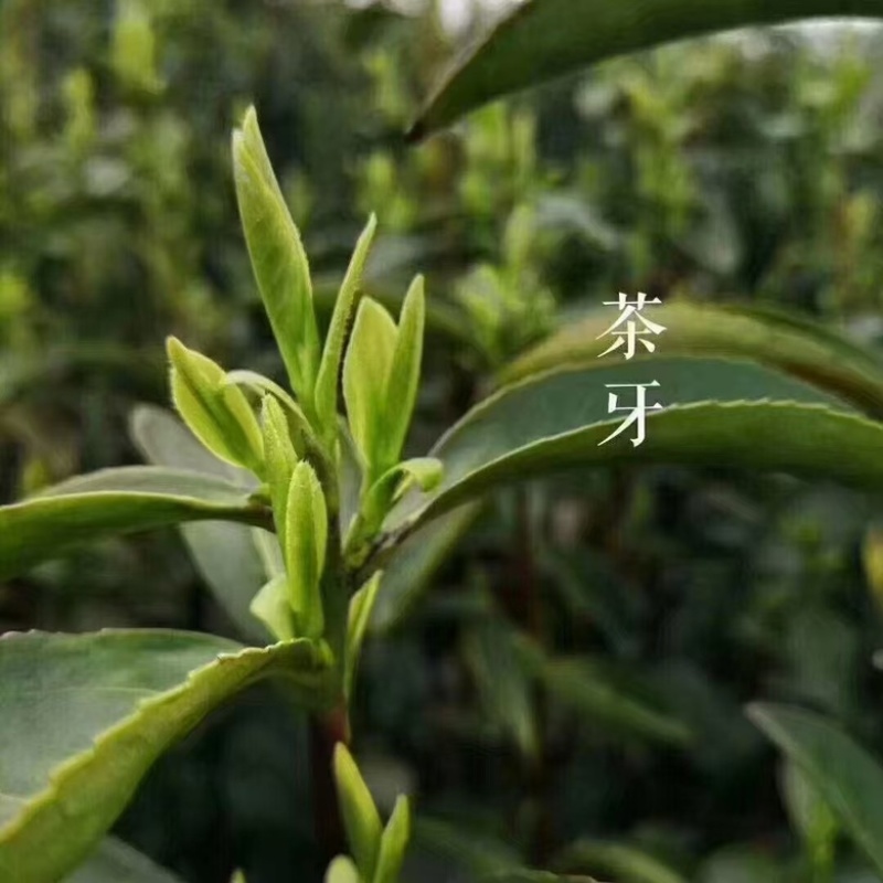 洞庭山碧螺春