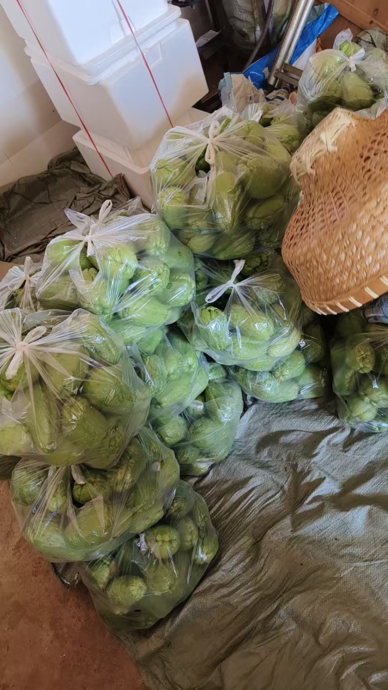 佛手瓜，货源充足，带年供应，需要请联系