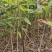 黄精牙头出售姜型野生黄精常年可供应量大从优质量保证