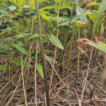黄精牙头出售姜型野生黄精常年可供应量大从优质量保证