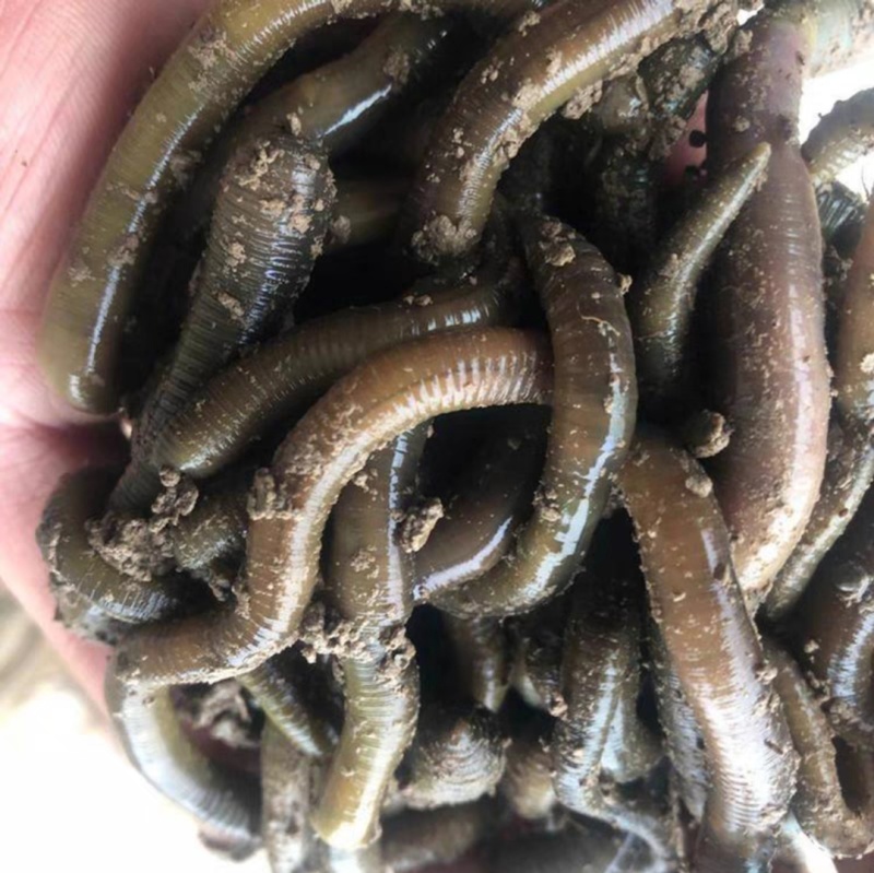 青蚯蚓钓鱼鲜活黑蚯蚓放黄鳝大蚯蚓湖北原产地一手货源
