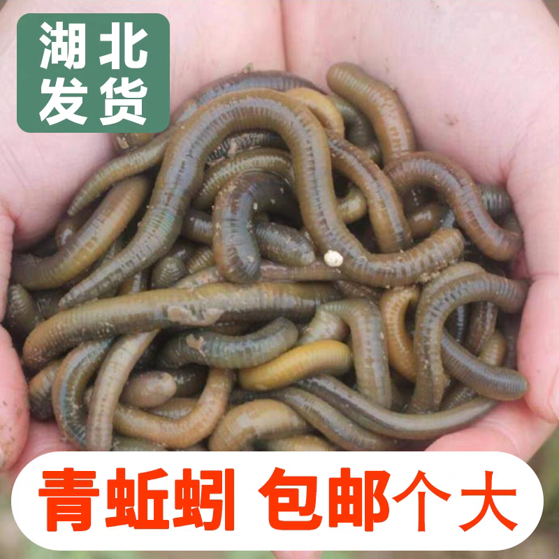 青蚯蚓钓鱼鲜活黑蚯蚓放黄鳝大蚯蚓湖北原产地一手货源