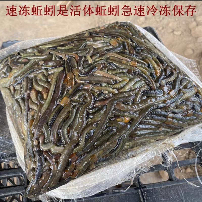 青蚯蚓