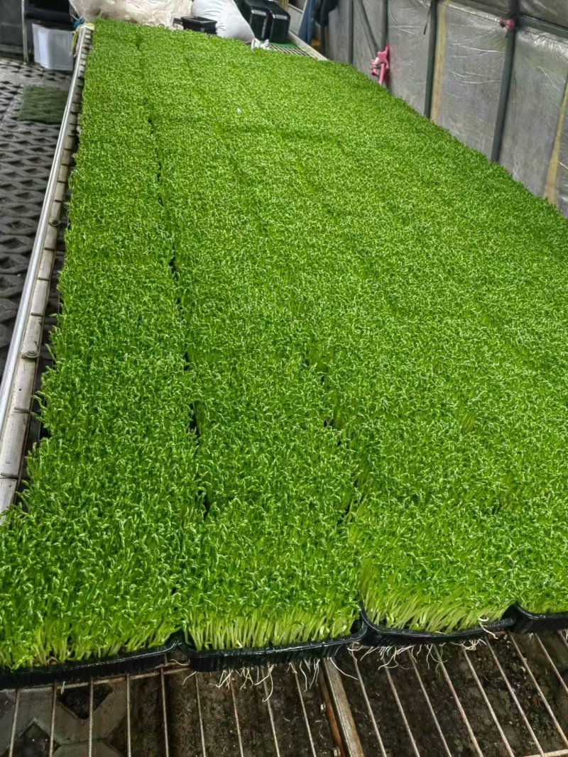 上海豌豆苗大量现货支持发货江浙沪欢迎来电详谈！