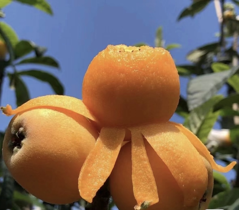 汉源大五星枇杷大量供应，新鲜采摘，量大从优欢迎咨