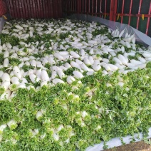 基地直供白萝卜大量上市