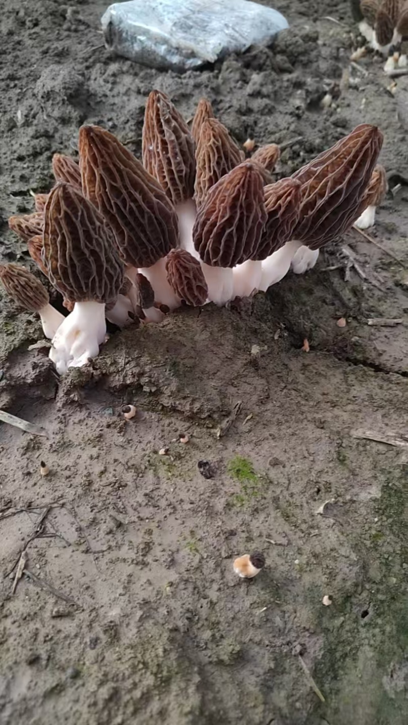 新鲜羊肚菌