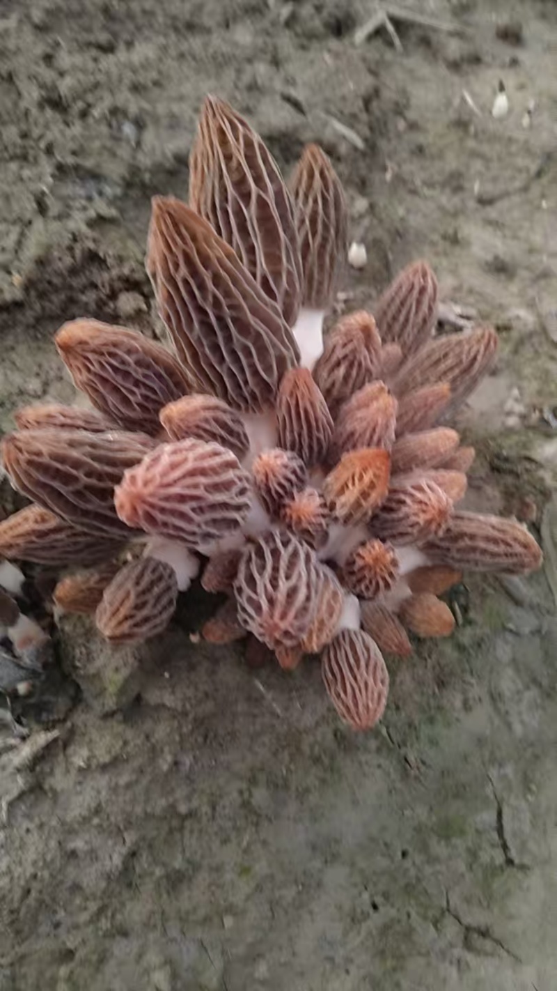 新鲜羊肚菌