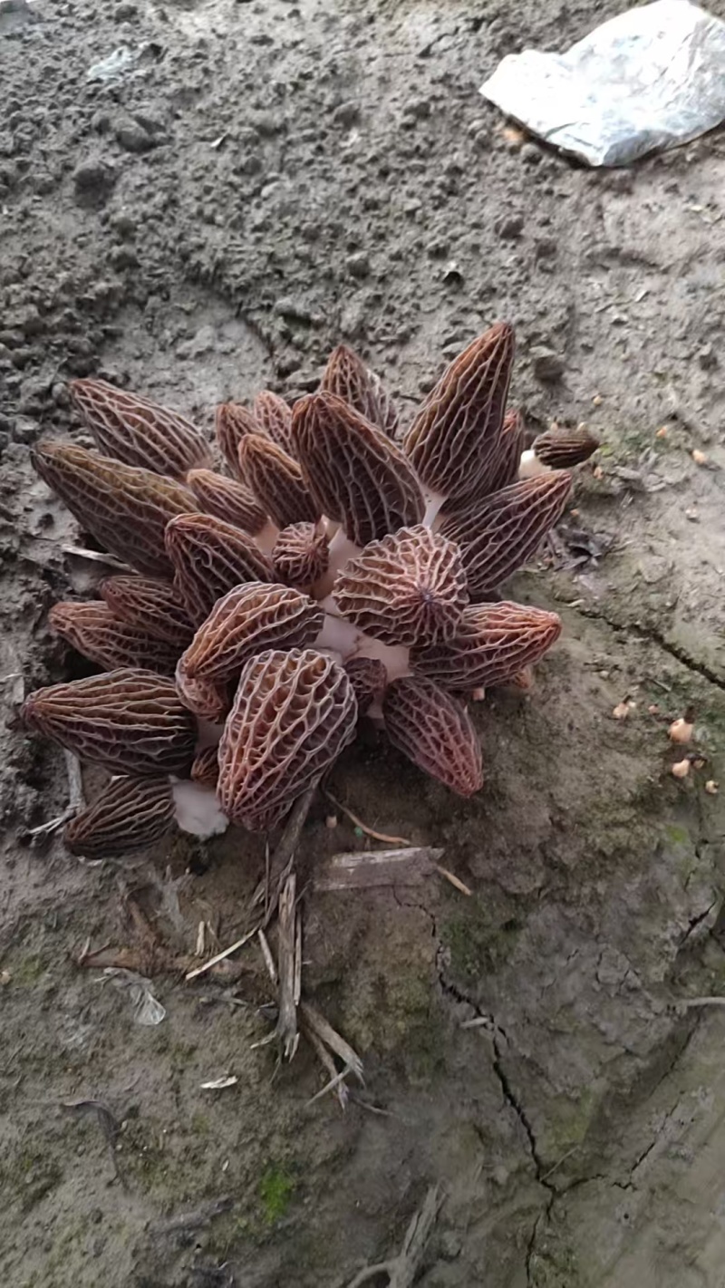 新鲜羊肚菌