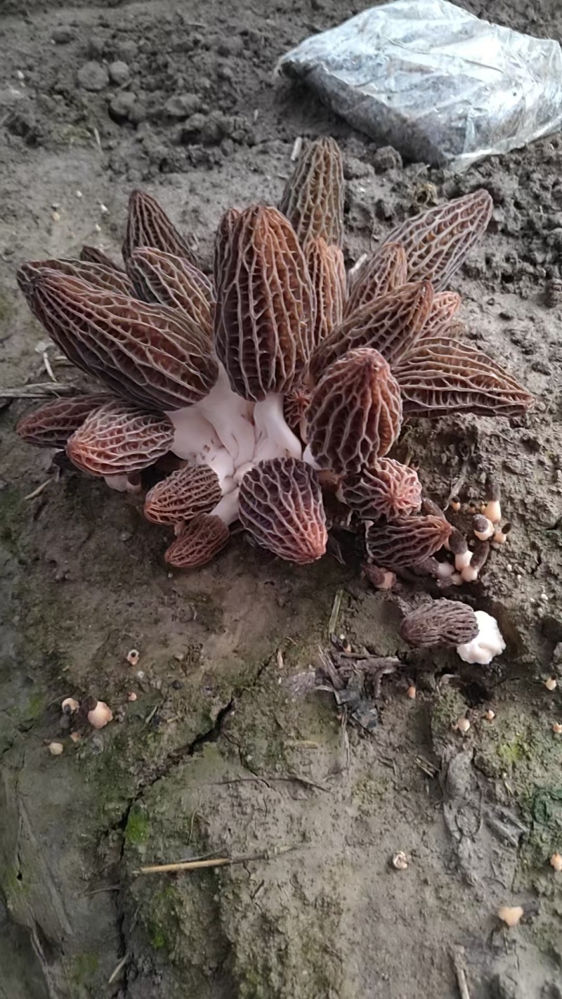 新鲜羊肚菌